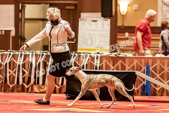 BOB Group E Dogs-5304
