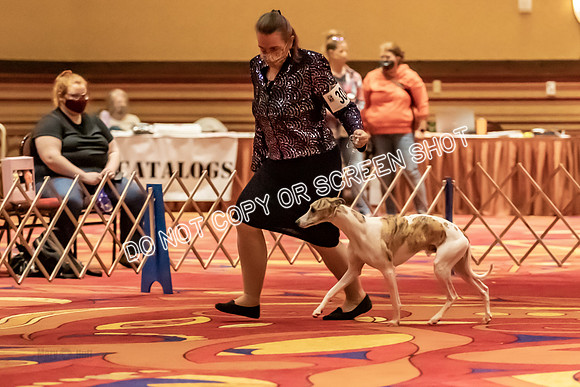BOB Group E Dogs-5223