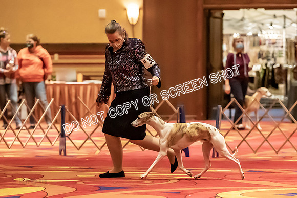 BOB Group E Dogs-5221