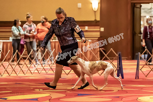 BOB Group E Dogs-5222