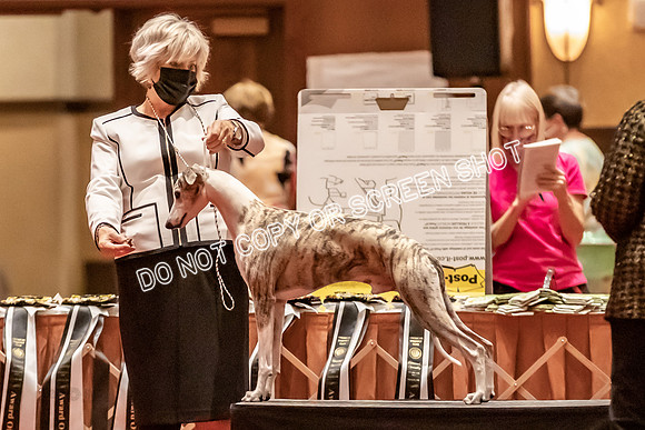 BOB Group E Dogs-5243
