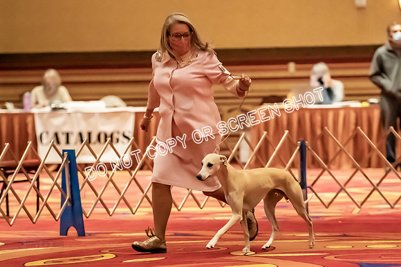 BOB Group E Dogs-5267