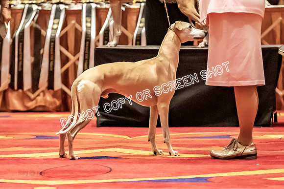 BOB Group E Dogs-5263