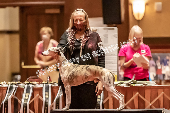 BOB Group E Dogs-5227