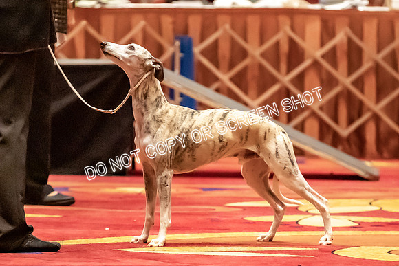 BOB Group E Dogs-5228
