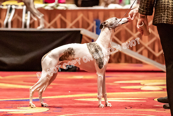 BOB Group E Dogs-5237