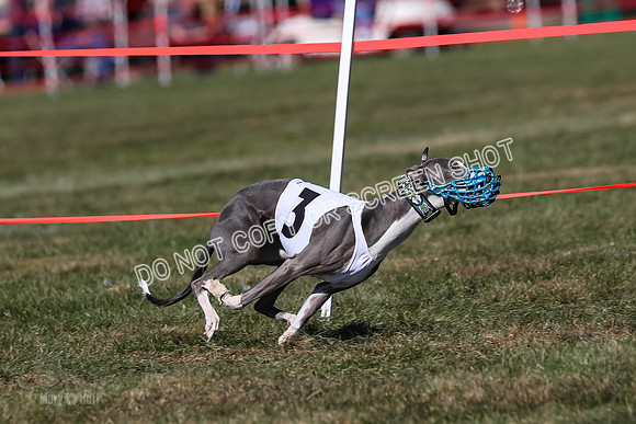 Prg 4, Race 4, Watson Sansa Elia Dusty-2565