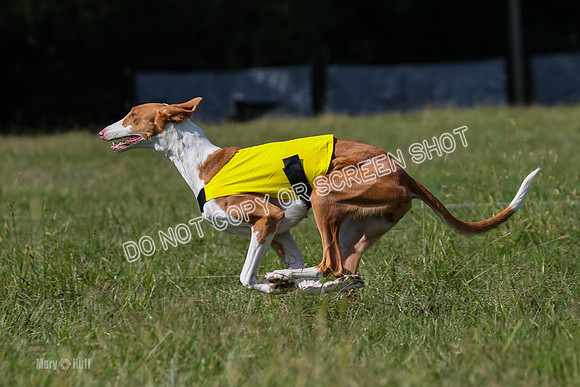 Prelim, Unknown Dogs-7698