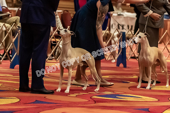 BOB Group A Dogs-4510