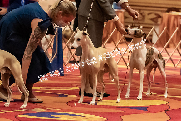 BOB Group A Dogs-4511