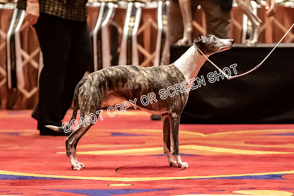 BOB Group A Dogs-4521