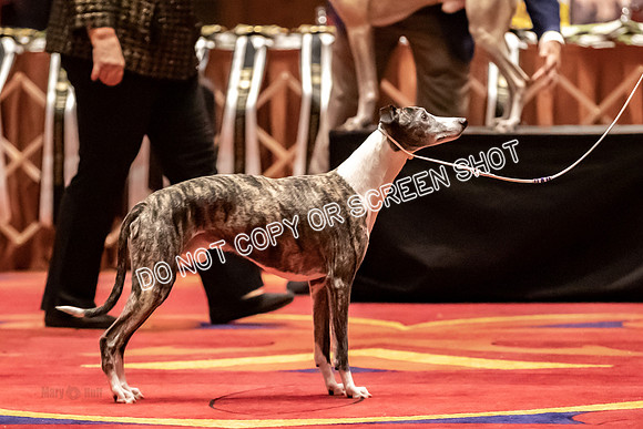 BOB Group A Dogs-4522
