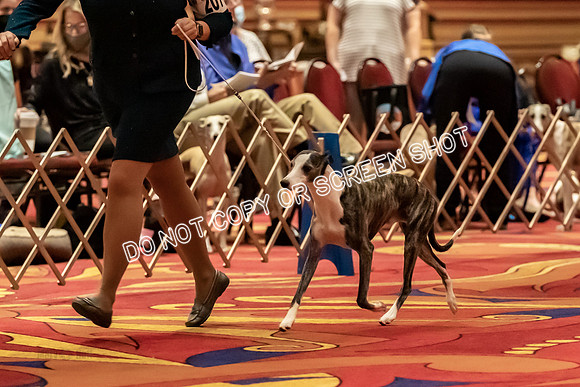 BOB Group A Dogs-4533