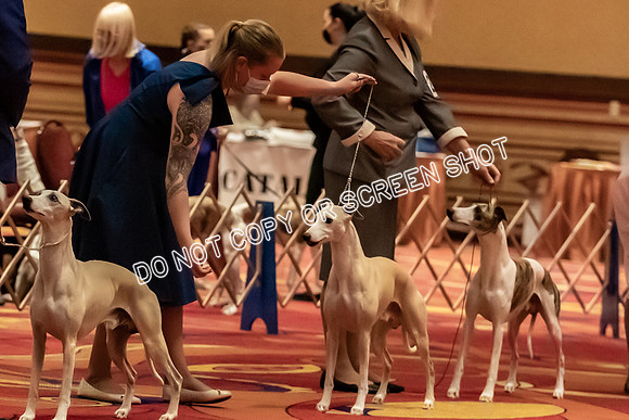 BOB Group A Dogs-4510-2