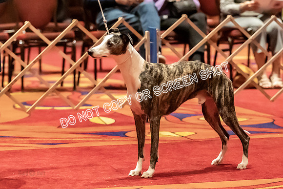 BOB Group A Dogs-4504