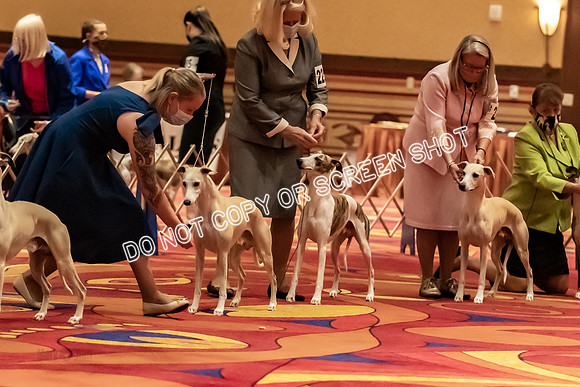 BOB Group A Dogs-4512