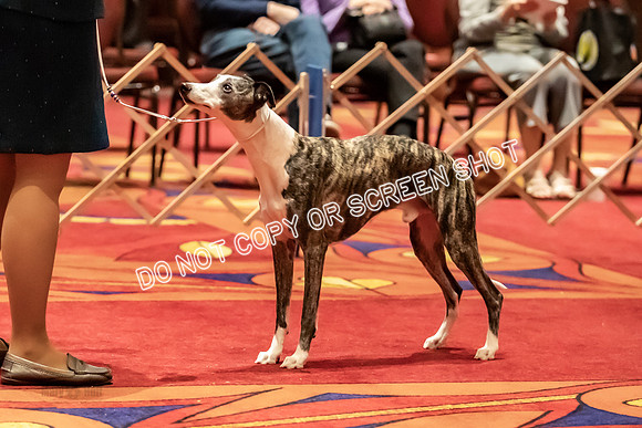 BOB Group A Dogs-4503