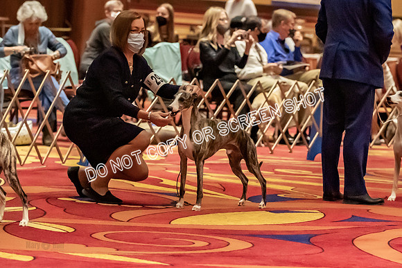 BOB Group A Dogs-4509