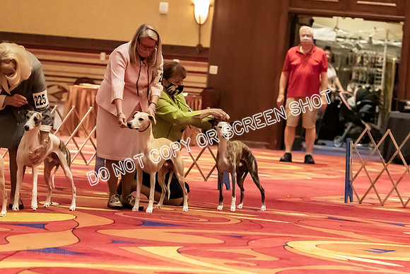 BOB Group A Dogs-4514