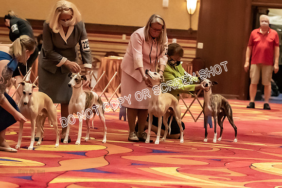 BOB Group A Dogs-4513