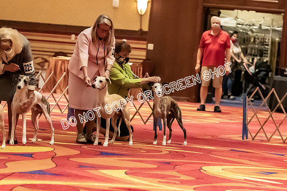 BOB Group A Dogs-4515