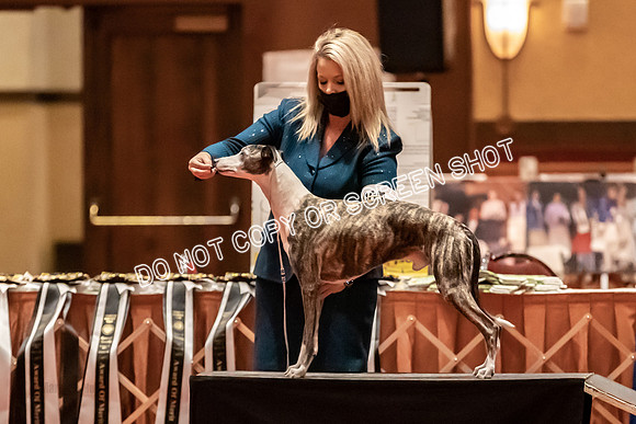 BOB Group A Dogs-4517