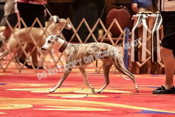 BOB Group A Dogs-4495