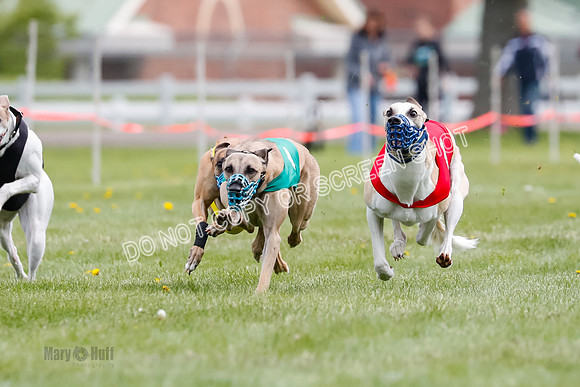 WRA, Prg 1, Race 14, Chase Buttercup Joplin Cinder Navi-8507