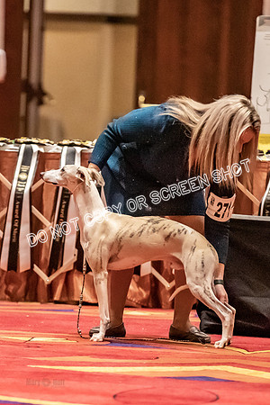 BOB First Cut Dogs-5338