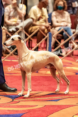 BOB First Cut Dogs-5339