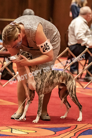 BOB First Cut Dogs-5341