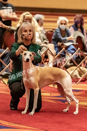 BOB First Cut Dogs-5343