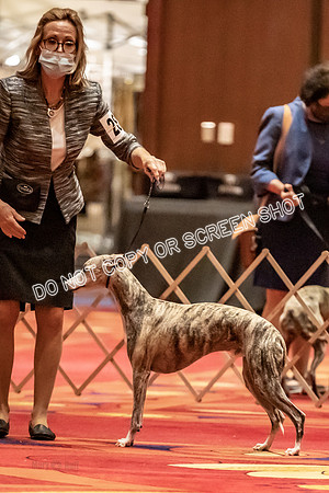BOB First Cut Dogs-5353