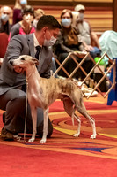 BOB First Cut Dogs-5344