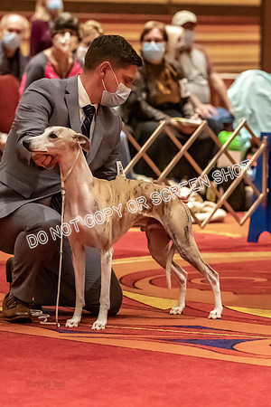 BOB First Cut Dogs-5344