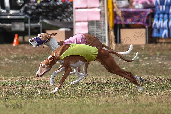 1 Prelims Vet 2 Dawn Thea-0870
