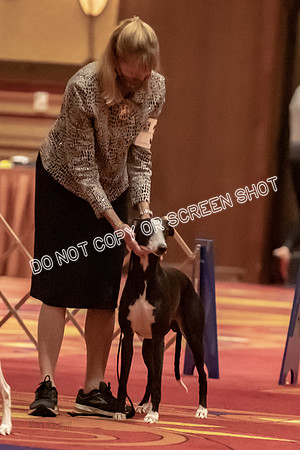 BOB First Cut Dogs-5336