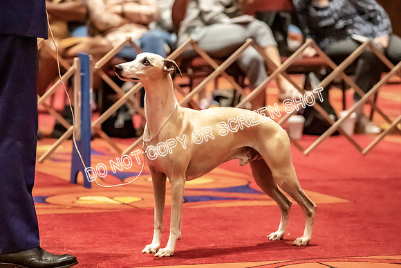 BOB First Cut Dogs-5326