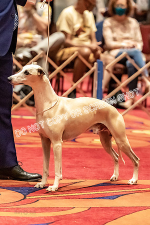 BOB First Cut Dogs-5340