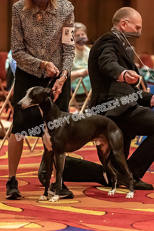 BOB First Cut Dogs-5345