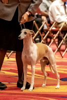 BOB First Cut Dogs-5332