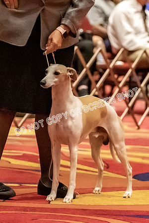 BOB First Cut Dogs-5332