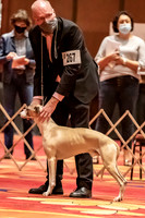 BOB First Cut Dogs-5337