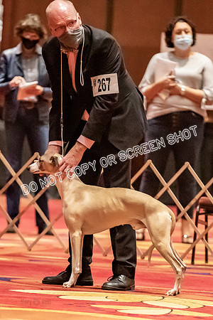 BOB First Cut Dogs-5337