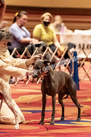 BOB First Cut Dogs-5348