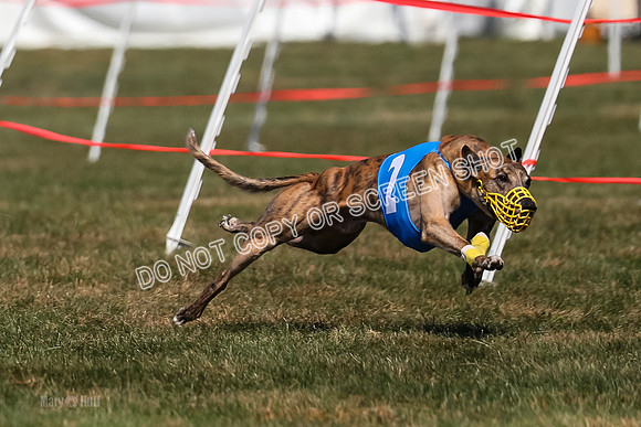 Prg 3, Race 11, Jamie Thunder Dusty Rarity-2219