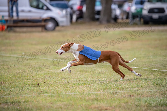 Finals Fch 2 Beastie Willow Ginny-3221