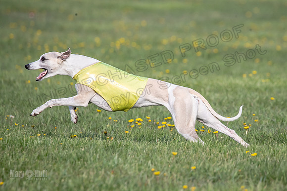 1Prelims Open D2 Roo Manny Boodles-0553