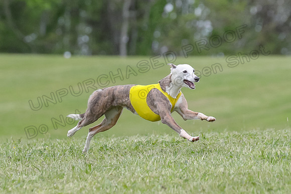 Finals Open G3, Digit Riddle Cuvee-1607