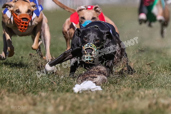 Prg 4, Race 5, Rasta Cammie Warrior Grim Buckwheat-0202